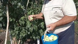Яблоня плодовая Фермер. Видео Нусратуллина Ф.Г.