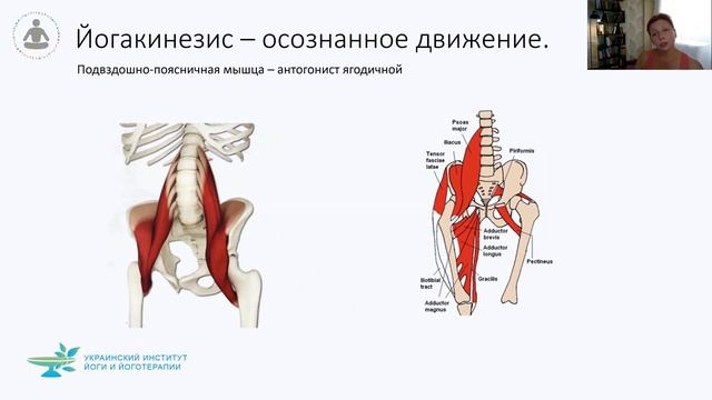 Йогакинезис. Мышечный ансамбль тазобедренного сустава. смотреть онлайн
