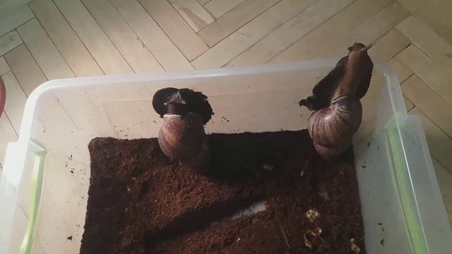 Кто такие ахатины ?и с чем их едят?? смотреть онлайн