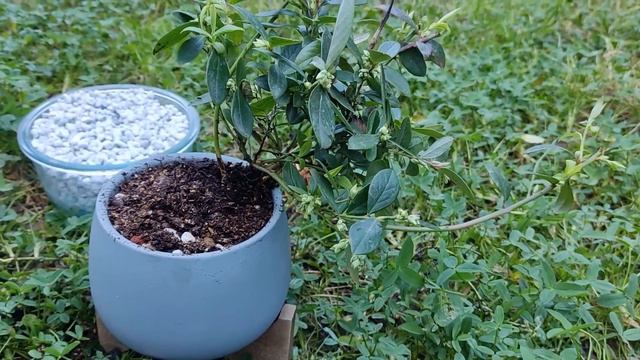 Бонсай из голубики / Blueberry bonsai ??