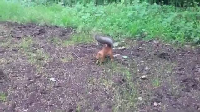 Белка в Нескучном саду.m4v смотреть онлайн