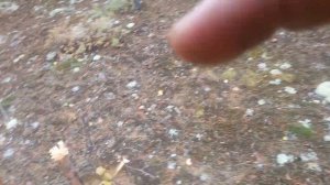 Проверка петель на рябчика