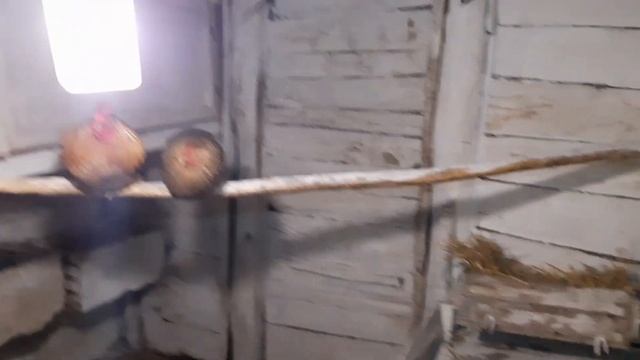 Индоутки//Мускусные утки//Куры//Подготовил сарай к сезону