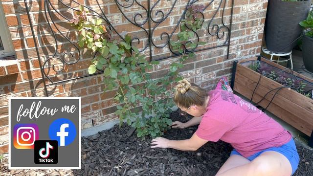 FIVE New Shrubs/Perennials In The Garden 🌳🌳 || Planting A Climbing Rose || Butterfly Bush & Viburnu смотреть онлайн