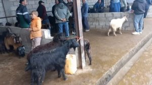 МОЛБОЗОРИ ХОЧИ ШАРИФ.  22 марта 2024 г.