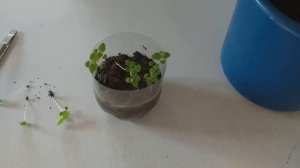 Как вырастить базилик на подоконнике. Легкий способ выращивания базилика в любое время года.