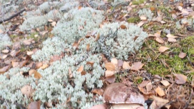 Последние белые в этом сезоне смотреть онлайн