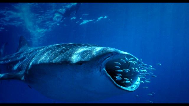 Rhincodon Typus o Tiburon Ballena - Peces Catilaginosos