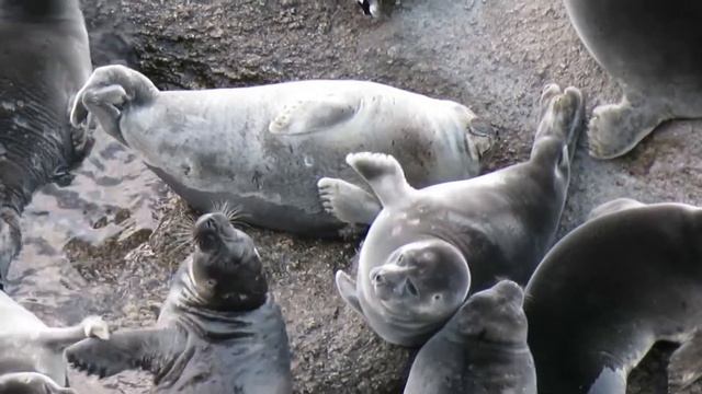 Baikal seal (байкальская нерпа) смотреть онлайн