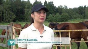 В Алексине планируют возродить легендарную смоленскую линию русского рысака