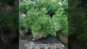 Сосна горная Мугус / PINUS MUGO MUGHUS