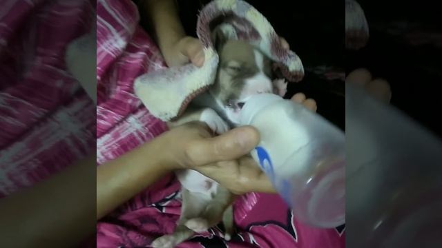 Our Cute little Munchkin - Brownie boy || Bottle - Feeding new born puppy смотреть онлайн