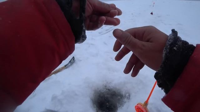 НЕ ПРОВЕРЯЛ КОМБАЙНЫ ДВОЕ СУТОК!! КРУПНЫЕ ЯЗИ ,НАЛИМ ,КАБАНЫ-ОКУНИ!! Выехал блин на пол дня, рыбалк смотреть онлайн