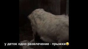 Содержание коз и козлов в зимний период