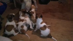 Щенки Русской Псовой Борзой. Продажа! Тюмень