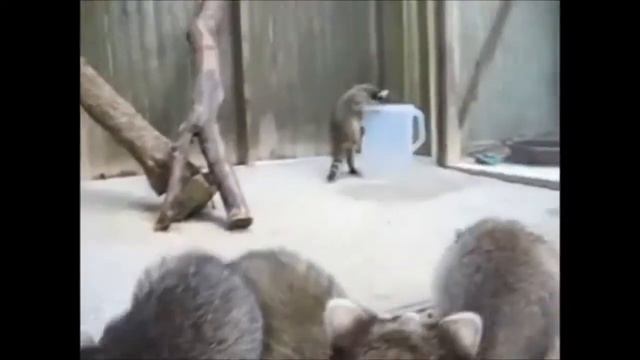 Can You Have a Pet Raccoon? смотреть онлайн