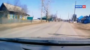 Сабака алабай напал на мальчика