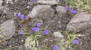 Камчатка Цветы горной тундры