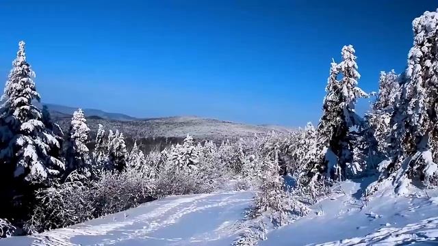 Растения зимой и весной.mp4
