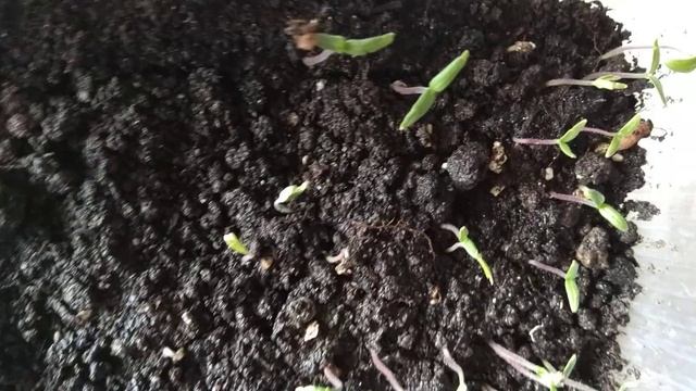 ТОМАТЫ НЕ ВЫБРАСЫВАЙТЕ СТАРЫЕ СЕМЕНА смотреть онлайн