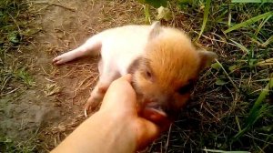 Минипиги, минипиг, микропиги, микропиг, питомник "Рязанская Диковинка", minipig, micropig