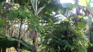 Банан трава или фрукт/ как растёт банан
