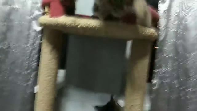 Кошечки Мейн кун, Равенна и Кюэса. смотреть онлайн