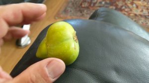 Что такое Mule fig на примере плода инжира сорта Peter's honey