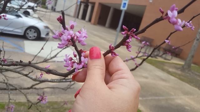 США. Дыхание марта. Провинциальная НАВОРОЧЕННАЯ автобусная остановка. смотреть онлайн