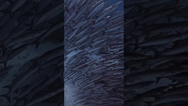 #Shorts Филиппинский подводный мир
