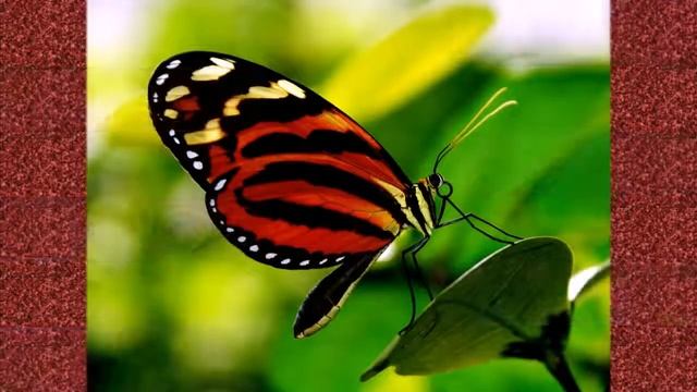 Самые красивые бабочки мира! смотреть онлайн