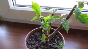 РЕАНИМАЦИЯ купленной в магазине БОЛЬНОЙ  ПУАНСЕТТИИ. Обрезаем побеги, готовим к цветению.