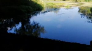 Как поймать пискаря!?