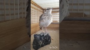 Лесной жаворонок-юла напевает на камушке. 05.01.2024.