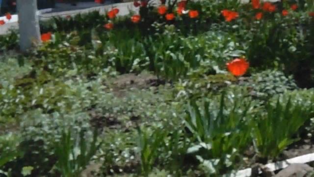 ЛОВИМ БАБОЧКУ,ИЗУЧАЕМ ПРИРОДУ смотреть онлайн