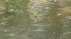 ОСЕННЕЕ ТАНГО