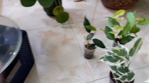 Джунгли в квартире.  Обзор моих растений. Что нового в моем саду?!