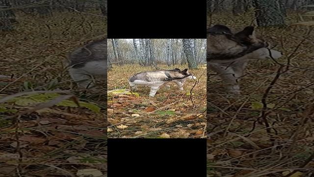 Моя Хаски Умка на прогулке. Очень красивая собачка.