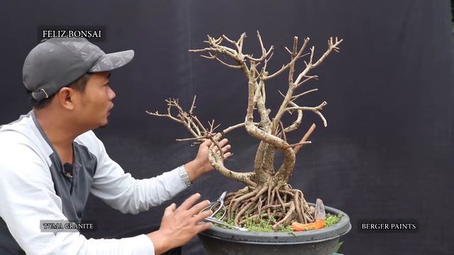 How to make Ficus tree for Bonsai смотреть онлайн