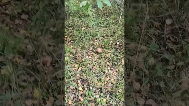 #Тихая охота . Подберёзовики и подосиновики. смотреть онлайн