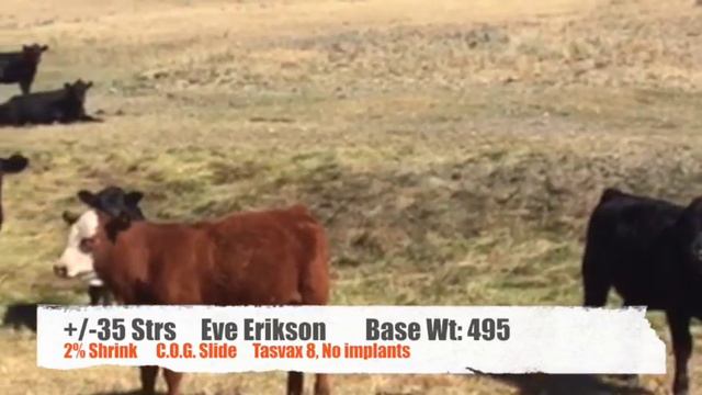 2017 LA Eve Erikson 35 Hfrs смотреть онлайн