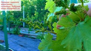 Кишмиш бесподобный сможет стать изюминкой виноградника? Ранний, с цитронным ускатом- ждем, ждем чуд