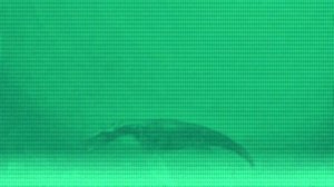 Кто живет на дне Марианской впадины?