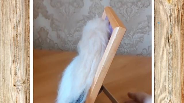 3Д-портрет в рамке. Пекинес смотреть онлайн