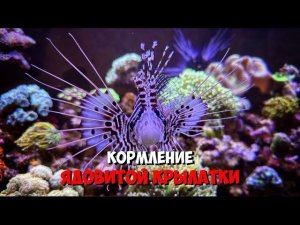 Кормление ядовитой крылатки в морском аквариуме