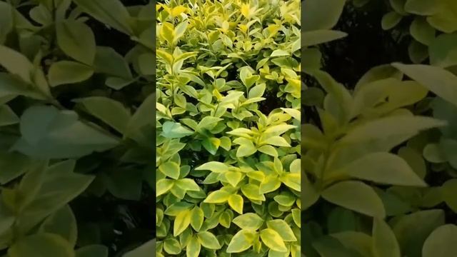 кизильник горизонтальный- неприхотливый многолетний.#кизильник