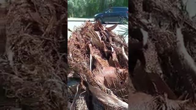 Пальмовая бабочка на выходе из пальмы, Пальмовый долгоносик
