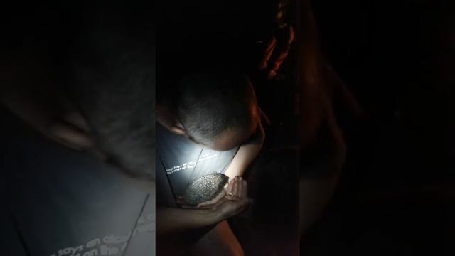 Вот это апетит у колючей головы.