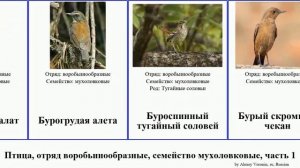 Птица, отряд воробьинообразные, семейство мухоловковые, часть 1 мухоловка чекан горихвостка дрозд