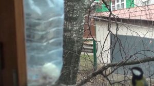 за окошком снегири веют куст рябиновый